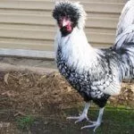 Бентам падуанский