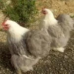 Бентам пекинский