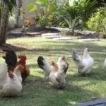 Бентам Шабо японский