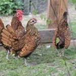 Бентам Сибрайт