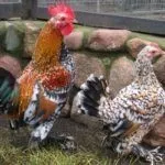 Бентамка ситцевая