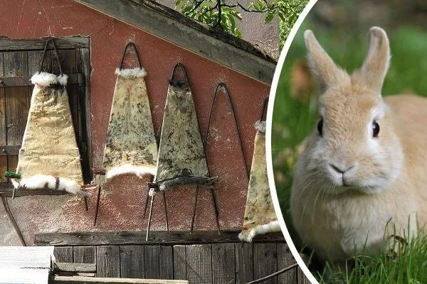 Про выделку шкур кролика в домашних условиях