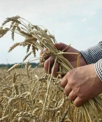 Колосья озимой пшеницы