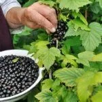 Сбор урожая