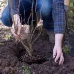Посадка смородины