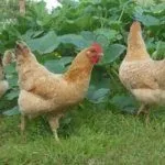 Порода Царскосельские куры