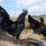 Куры на выгуле