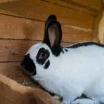 Чешская бабочка