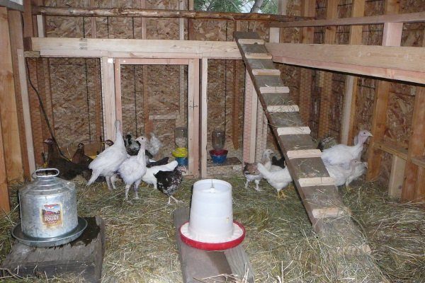chicken brooder house with back to the farm blog
