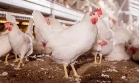 Породы кур Декалб