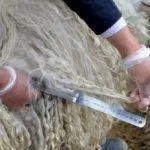 Шерсть козы