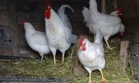 Русская белая порода