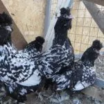 Павловские серебристые