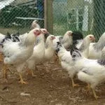 Первомайская порода кур