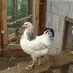 Первомайские куры