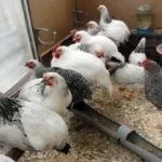 Порода кур Плимутрок