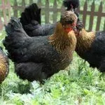 Русская хохлатая курица