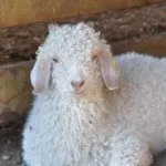 Ангорские козы