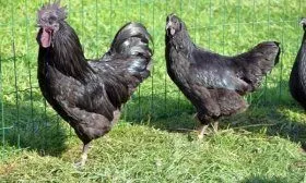 Порода кур Ухейилюй