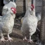 Колумбийская