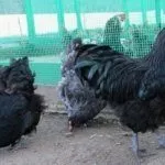 Куры Джерсийский гигант
