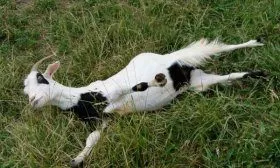 Обморочная коза