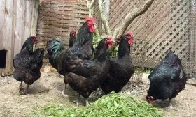 Куры Джерсийский гигант