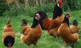 Куры Форверк