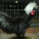 Голландский Бентам