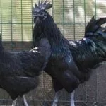 Куры породы Ухейилюй