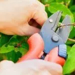 Обрезка жимолости