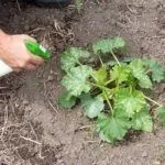 Обработка арбуза