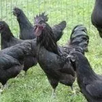 Куры породы Ухейилюй