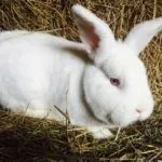 Белые новозеландские кролики