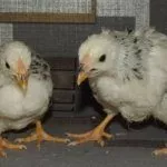 Цыплята
