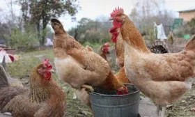 Царскосельские куры