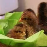 Куры Вельзумер