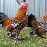 Куры породы Мильфлёр