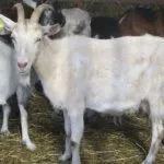 Коза породы Русская белая