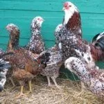 Орловская порода