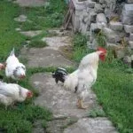 Выгул кур