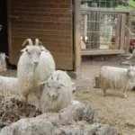 Ангорские козы