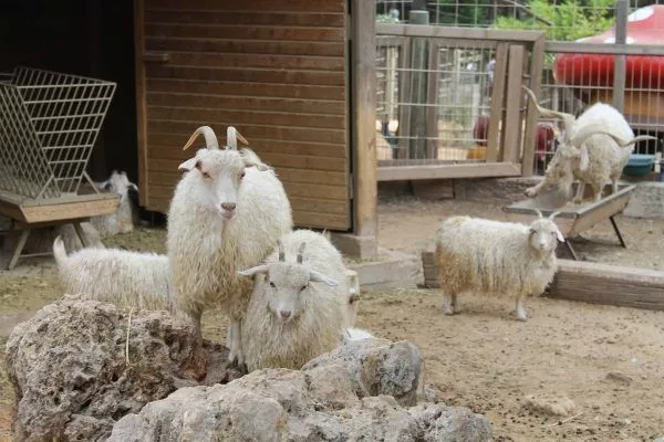 Ангорские козы