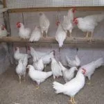 Куры в птичнике