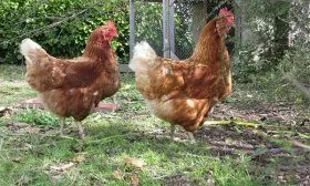 Куры Шейвер Браун