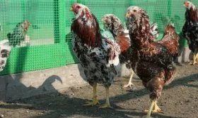 Орловская порода