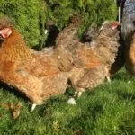 Русская хохлатая курица