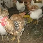 Куры Геркулес