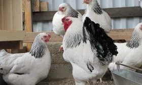 Первомайские куры