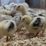 Цыплята